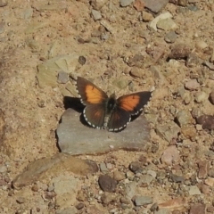 Lucia limbaria at Holt, ACT - 9 Jan 2021 10:13 AM