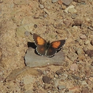 Lucia limbaria at Holt, ACT - 9 Jan 2021 10:13 AM