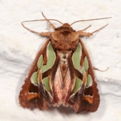 Cosmodes elegans (Green Blotched Moth) at Melba, ACT - 23 Dec 2020 by kasiaaus