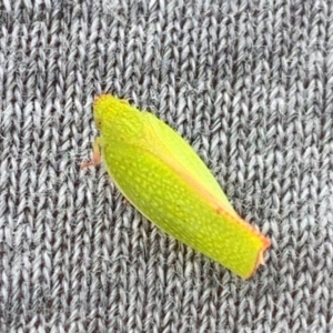 Siphanta sp. (genus) at Basin View, NSW - 8 Jan 2021