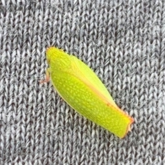 Siphanta sp. (genus) (Green planthopper, Torpedo bug) at Basin View, NSW - 8 Jan 2021 by Trishwildfire