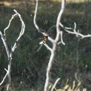 Amata (genus) at Holt, ACT - 9 Jan 2021