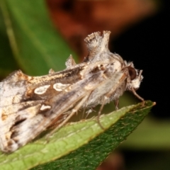 Chrysodeixis argentifera (Tobacco Looper) at Melba, ACT - 23 Dec 2020 by kasiaaus