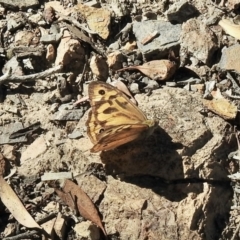Heteronympha merope (Common Brown Butterfly) at Aranda Bushland - 8 Jan 2021 by KMcCue