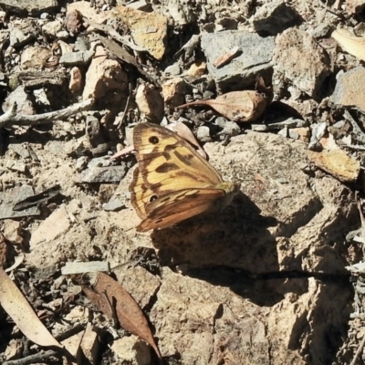 Heteronympha merope (Common Brown Butterfly) at Aranda Bushland - 8 Jan 2021 by KMcCue