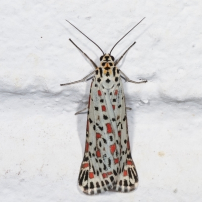 Utetheisa pulchelloides (Heliotrope Moth) at Melba, ACT - 23 Dec 2020 by kasiaaus