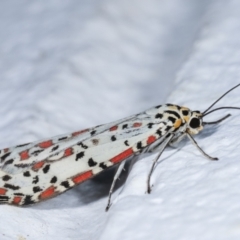 Utetheisa pulchelloides at Melba, ACT - 24 Dec 2020 12:03 AM