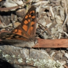 Geitoneura klugii (Klug's Xenica / Marbled Xenica) at Holt, ACT - 8 Jan 2021 by KMcCue