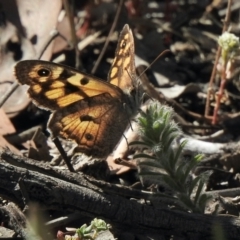 Geitoneura klugii (Marbled Xenica) at Aranda Bushland - 9 Jan 2021 by KMcCue