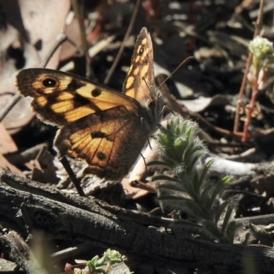 Geitoneura klugii (Marbled Xenica) at Aranda Bushland - 8 Jan 2021 by KMcCue