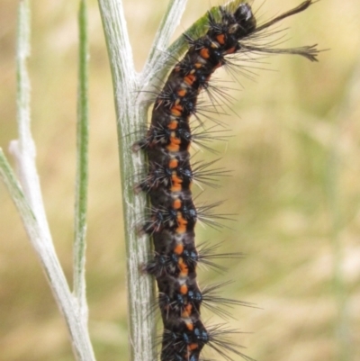 Nyctemera amicus (Senecio Moth, Magpie Moth, Cineraria Moth) at Higgins, ACT - 4 Jan 2021 by pinnaCLE