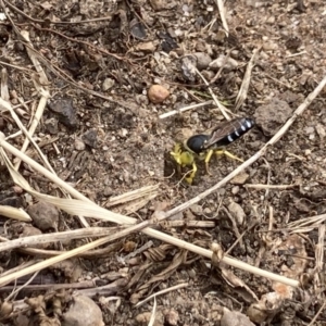 Bembix sp. (genus) at Flynn, ACT - 7 Jan 2021