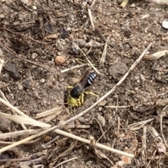 Bembix sp. (genus) at Flynn, ACT - 7 Jan 2021