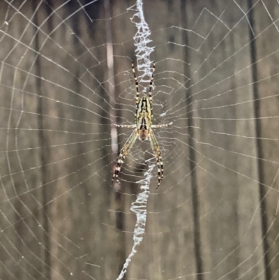 Plebs bradleyi (Enamelled spider) at Flynn, ACT - 8 Jan 2021 by Rosie