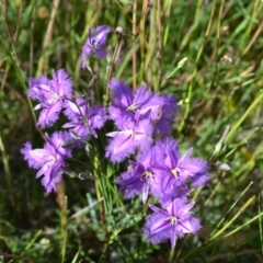 Thysanotus tuberosus subsp. tuberosus (Common Fringe-lily) at Yass River, NSW - 21 Nov 2020 by 120Acres