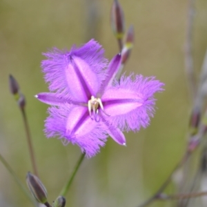 Thysanotus tuberosus subsp. tuberosus at Yass River, NSW - suppressed