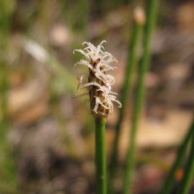 Eleocharis acuta (Common Spike-rush) at Holt, ACT - 8 Jan 2021 by pinnaCLE