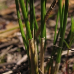 Eleocharis acuta at Holt, ACT - 8 Jan 2021