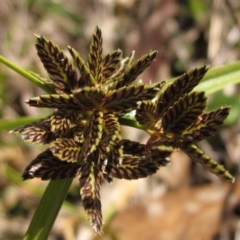 Cyperus sanguinolentus (A Sedge) at Holt, ACT - 8 Jan 2021 by pinnaCLE