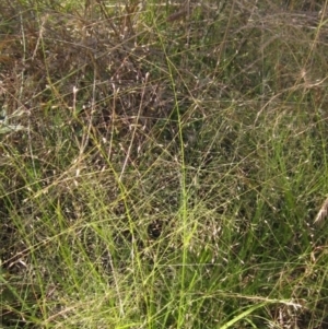 Eragrostis trachycarpa at Holt, ACT - 8 Jan 2021