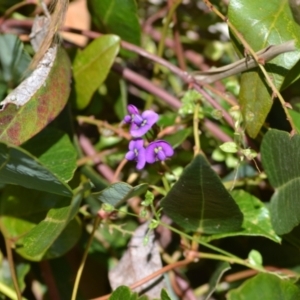 Hardenbergia violacea at Yass River, NSW - 3 Nov 2020