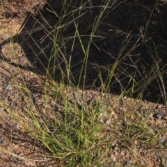 Eragrostis parviflora (Weeping Love Grass) at Weetangera, ACT - 8 Jan 2021 by pinnaCLE