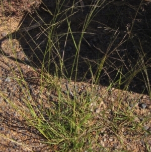 Eragrostis parviflora at Weetangera, ACT - 8 Jan 2021 05:33 PM