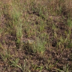 Eragrostis curvula (African Lovegrass) at The Pinnacle - 8 Jan 2021 by pinnaCLE