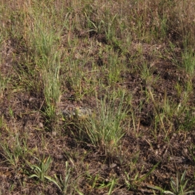 Eragrostis curvula (African Lovegrass) at Weetangera, ACT - 8 Jan 2021 by pinnaCLE