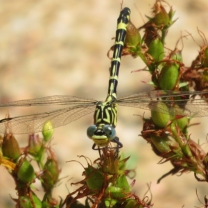 Austrogomphus cornutus at Coree, ACT - 9 Jan 2021