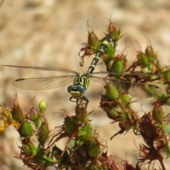 Austrogomphus cornutus at Coree, ACT - 9 Jan 2021 11:10 AM