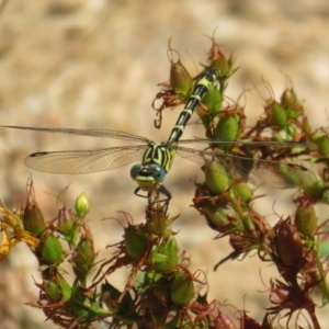 Austrogomphus cornutus at Coree, ACT - 9 Jan 2021