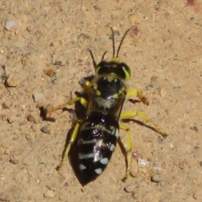 Bembix sp. (genus) (Unidentified Bembix sand wasp) at Coree, ACT - 9 Jan 2021 by Christine