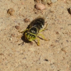 Bembix sp. (genus) at Coree, ACT - 9 Jan 2021