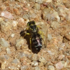 Bembix sp. (genus) at Coree, ACT - 9 Jan 2021