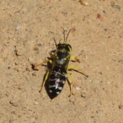 Bembix sp. (genus) at Coree, ACT - 9 Jan 2021