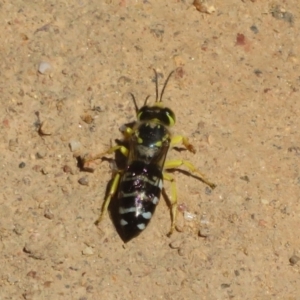 Bembix sp. (genus) at Coree, ACT - 9 Jan 2021