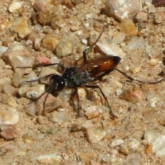 Podalonia tydei (Caterpillar-hunter wasp) at Lower Cotter Catchment - 9 Jan 2021 by Christine