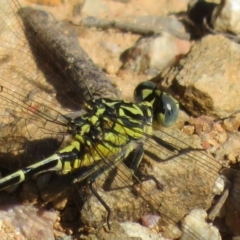 Austrogomphus australis (Inland Hunter) at Coree, ACT - 9 Jan 2021 by Christine