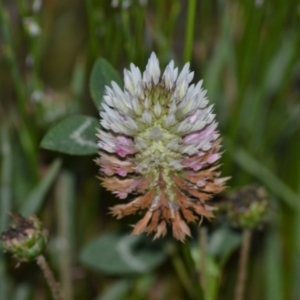 Trifolium sp. at suppressed - suppressed