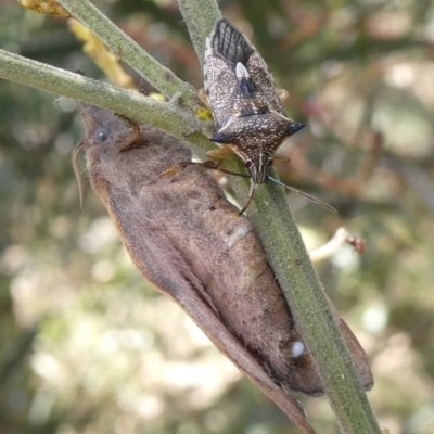 Oechalia schellenbergii (Spined Predatory Shield Bug) at Tuggeranong Hill - 9 Jan 2021 by Owen