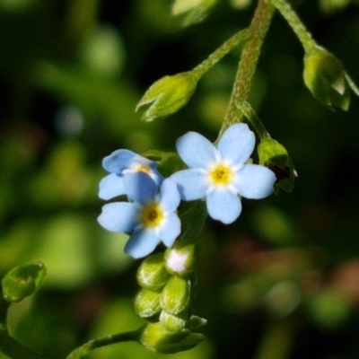 Myosotis laxa subsp. caespitosa (Water Forget-me-not) at Bombala, NSW - 9 Jan 2021 by trevorpreston