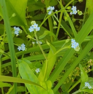 Myosotis laxa subsp. caespitosa at Bombala, NSW - 9 Jan 2021 11:12 AM
