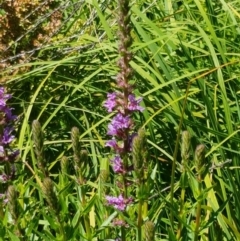 Lythrum salicaria (Purple Loosestrife) at Bombala, NSW - 9 Jan 2021 by trevorpreston