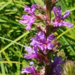 Lythrum salicaria at Bombala, NSW - 9 Jan 2021