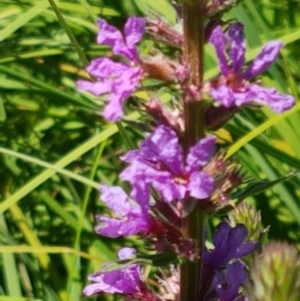 Lythrum salicaria at Bombala, NSW - 9 Jan 2021