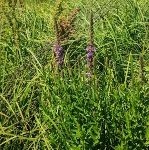 Lythrum salicaria at Bombala, NSW - 9 Jan 2021