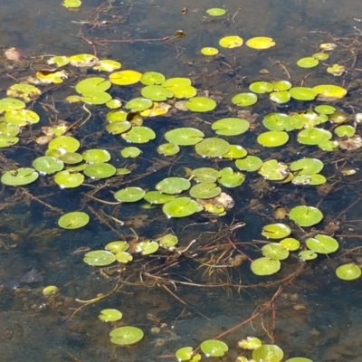 Nymphoides sp. (A Marshwort) at Bombala, NSW - 9 Jan 2021 by tpreston