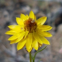 Xerochrysum viscosum (Sticky Everlasting) at Cooma, NSW - 9 Jan 2021 by trevorpreston