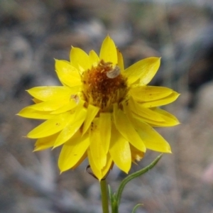 Xerochrysum viscosum at Cooma, NSW - 9 Jan 2021 04:33 PM